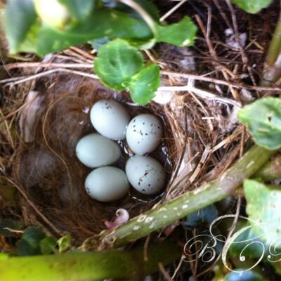 Beth Rayann Corder | Ways to Settle into Nesting Naturally