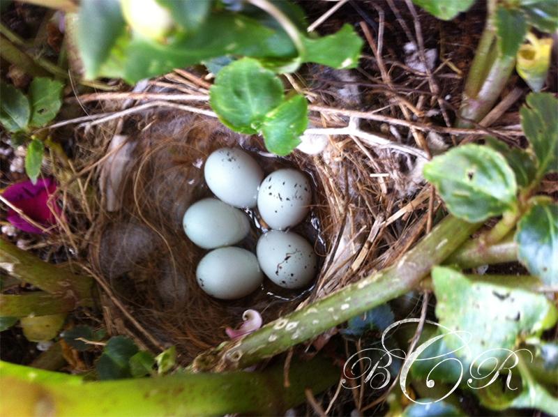 Beth Rayann Corder | Ways to Settle into Nesting Naturally