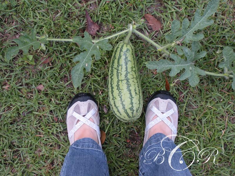 Beth Rayann Corder | Gardening with Great Expectations for Harvesting