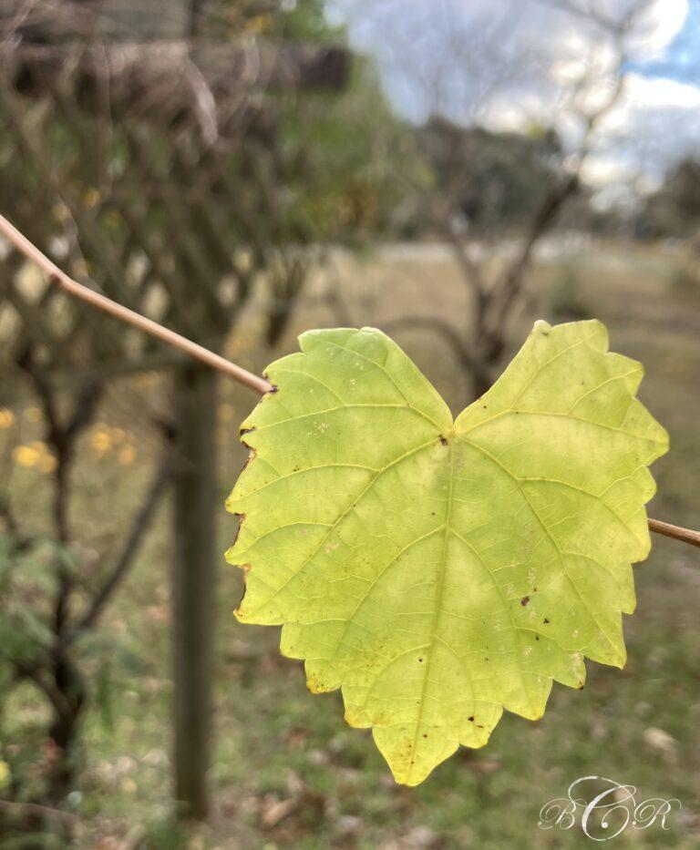 Flourishing as a Branch in Righteousness