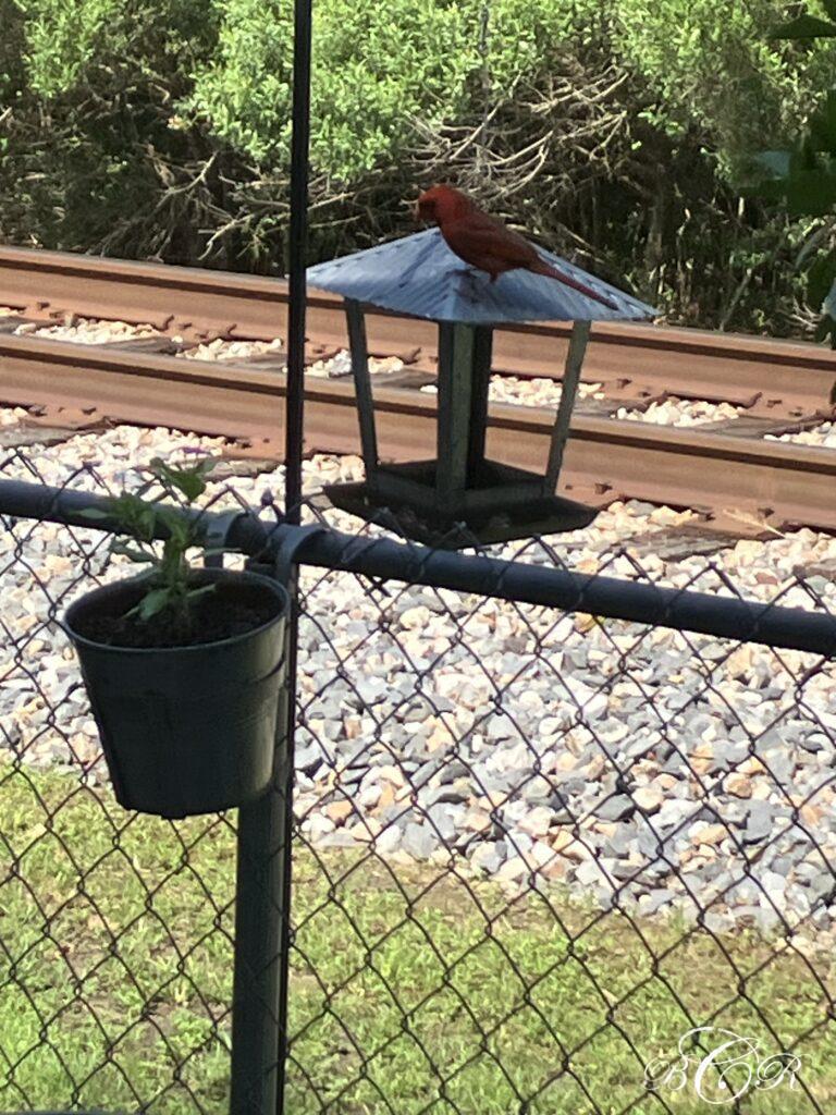 Learning from My Feathered Guests